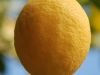 LimoniVivaiMolendiPescia1