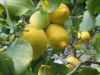 LimoniVivaiMolendiPescia2