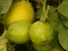 LimoniVivaiMolendiPescia3