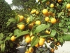 limoni-vivai-molendi-pescia-4