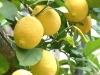 limoni-vivai-molendi-pescia-5