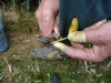 -Nesto3fixfix