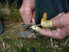 -Nesto4fixfix