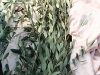 marze-1fix